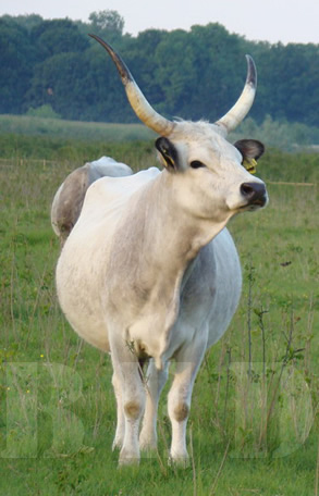 Slavonsko srijemsko podolsko govedo